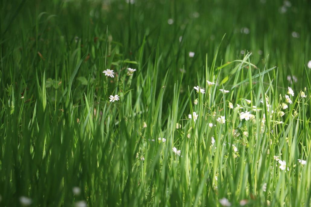 små vita blommor i lång gräsmatta