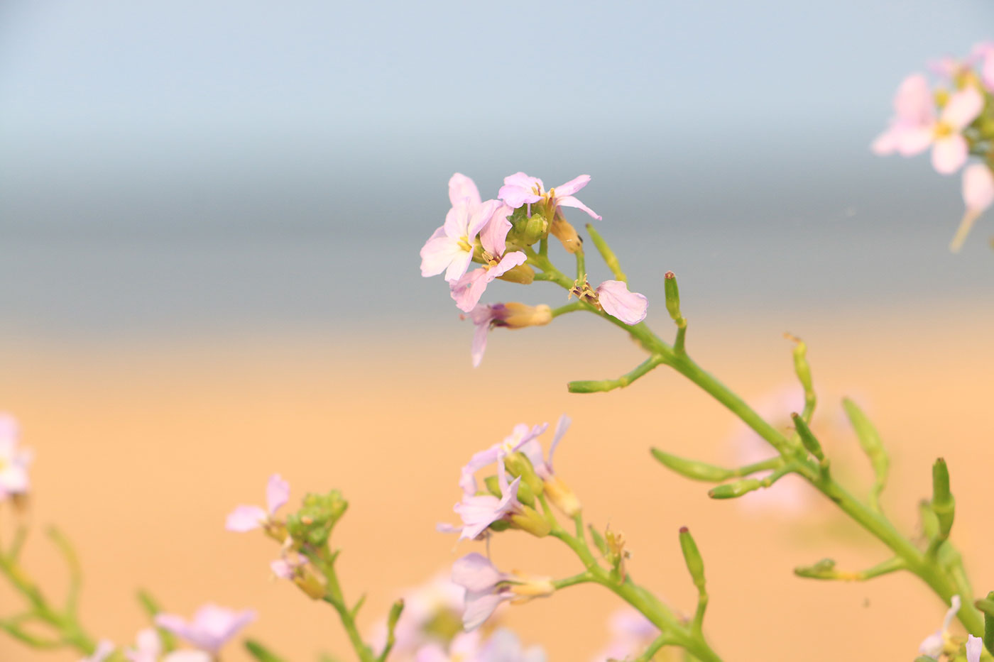 Blomma i närbild med hav och strand i bakgrunden