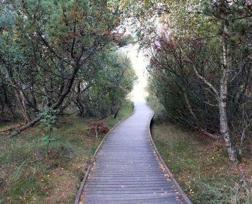 Spång genom skog mot hav Östra Stranden