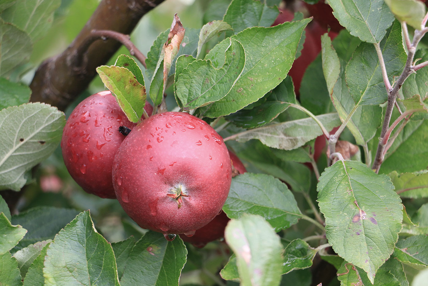 Röda äpplen med regndroppar i träd Bergsgård