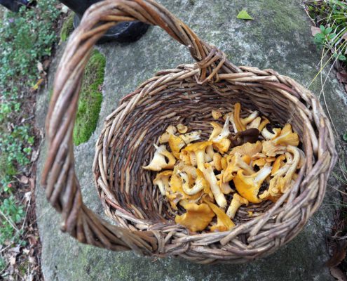 Kantareller i svampkorg på sten i skogen