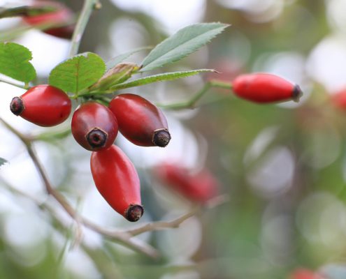 Nypon på kvist Eldsberga