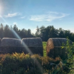 Biskopstorp-hobalar Höbalar vid stenrös